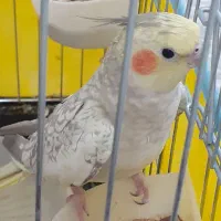 عروس هلندی ماده