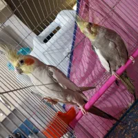 عروس هلندی|پرنده|اهواز, پردیس دو|دیوار