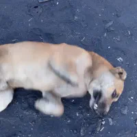 فروش سگ سرابی مخصوص گله داری و نگهبانی|سگ|زرند, |دیوار