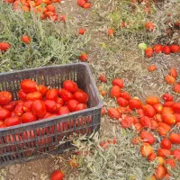 گوجه ربی