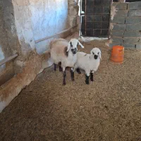 میش و بره|حیوانات مزرعه|سنگان, |دیوار