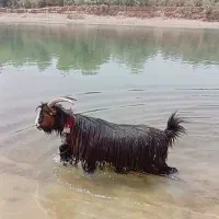 دوبر بز قوچ نرمیش|حیوانات مزرعه|شوشتر, |دیوار