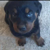 سگ رتوایلر|سگ|بهشهر, |دیوار