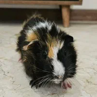 خوکچه هندی تری کالر