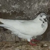 کله ای