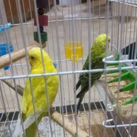 مرغ عشق