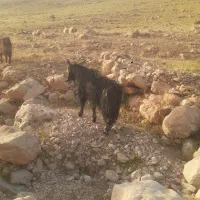 نر بز|حیوانات مزرعه|سرپل ذهاب, |دیوار