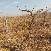 هرس تخصصی و اصولی انواع درختان و حرص بوته انگور