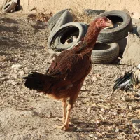 مرغ لاری|حیوانات مزرعه|کبودرآهنگ, |دیوار