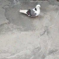 کبوترماده پشت سبزچشم تابه تا|پرنده|مشگین شهر, |دیوار