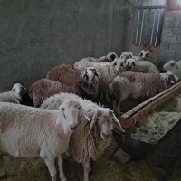 ۲۰تا بره ۴ماده ۱۶نر قیمت کیلو ۳۴۰ تکی فروش دارم|حیوانات مزرعه|نیمبلوک, |دیوار