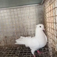 کبوتر بهبهانی ساتن معاوضه فقط با قناری سهره نر|پرنده|شیراز, لاله|دیوار