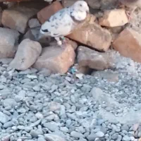 کبوتر همه عالی جفتی 600