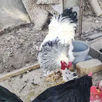 خروس برهما و مرندی|حیوانات مزرعه|هشتگرد, خور|دیوار