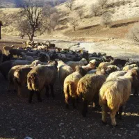 فروش تعدادی میش وبز داشت  و. مناسب کشت