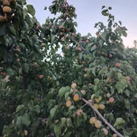 جابه جایی