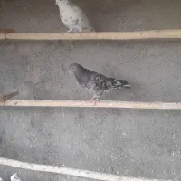 کبوتر