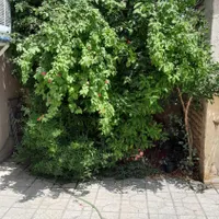 فروش خانه ویلایی ۲۰۰ متری ۳ خوابه در بهارستان|فروش خانه و ویلا|شیراز, بهارستان|دیوار