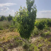 باغ  نهال 4ساله
