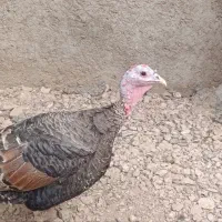 بوقلمون