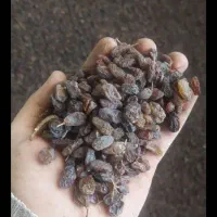 کشمش ضعیف