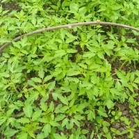 فروش نشا بادمجان، گوجه،فلفل،خیار