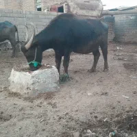 گاومیش