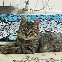 واگذاری لوکی خانوم