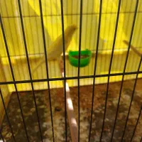 قیمت بدون  قفس ۱۴۰۰