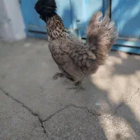 بارنی سلطان