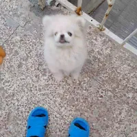 سگ پاکوتاه شیتزو