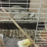 عروس هلندی مولد|پرنده|قرچک, داوود آباد|دیوار