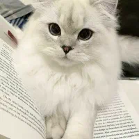 سرپرستی  بچه گربه کوچولو رو رایگان به عهده میگیرم