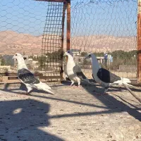 سه عدد ماده