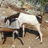 بز تالی پاکستانی آبستن وچپشت پاکستانی رودان|حیوانات مزرعه|بندرعباس, |دیوار