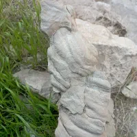 فسیل|مجسمه، تندیس، ماکت|مسجد سلیمان, |دیوار