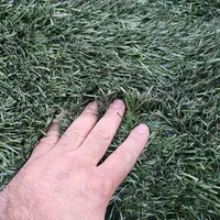 چمن مصنوعی دست دوم فوتبالی +خارجی کارکرده و استوک|گل مصنوعی|تهران, فلسطین (میدان انقلاب)|دیوار