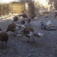 بوقلمون بوربون|حیوانات مزرعه|فاضل آباد, |دیوار