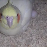 یک جفت عروس هلندی جوجه داده الانم تخم گزاشتن