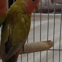 طوطی برزیلی صورت هلویی جفت مولد قناری سهره|پرنده|کرمانشاه, |دیوار