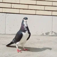 کبوتر امری|پرنده|سیرجان, |دیوار