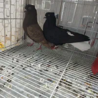 خرید ،فروش انواع نژاد کبوتر|پرنده|دوگنبدان, |دیوار