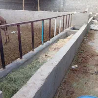 گاوداری فروشی|فروش دفتر صنعتی، کشاورزی، تجاری|زاهدان, |دیوار