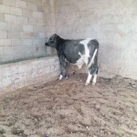 گاو گوساله نر.تلیسه.