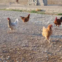 مرغ برا فروش