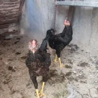 دو عدد خروس لاری