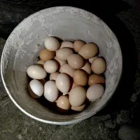 تخم مرغ محلی تازه نطفه دار|حیوانات مزرعه|رضوانشهر, |دیوار