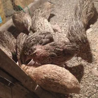 بلدرچین نزدیک تخم خانگی ۴۰ روزه