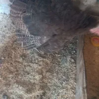 بقلمون ماده