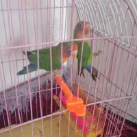 یک جفت طوطی برزیلی|پرنده|فریمان, |دیوار